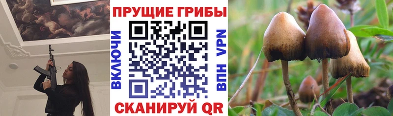 Галлюциногенные грибы Psilocybe  где купить наркоту  Ленинградская 